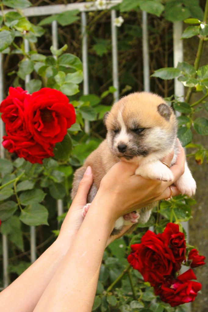 Le Domaine D'Ulysse - Chiots disponibles - Akita