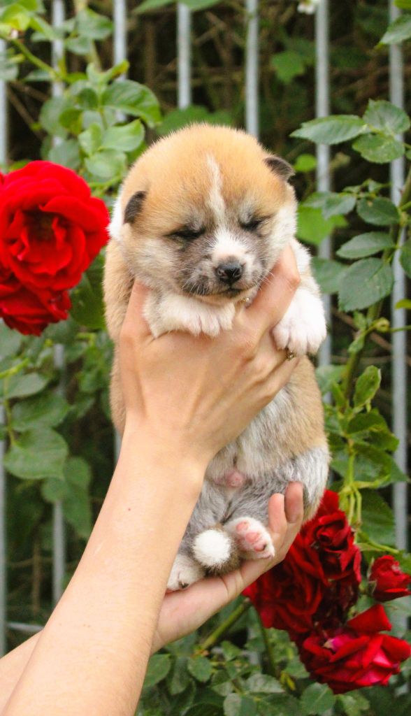 Le Domaine D'Ulysse - Chiots disponibles - Akita