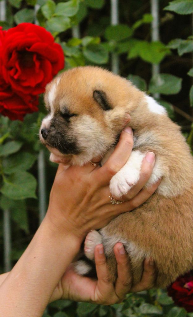 Le Domaine D'Ulysse - Chiots disponibles - Akita