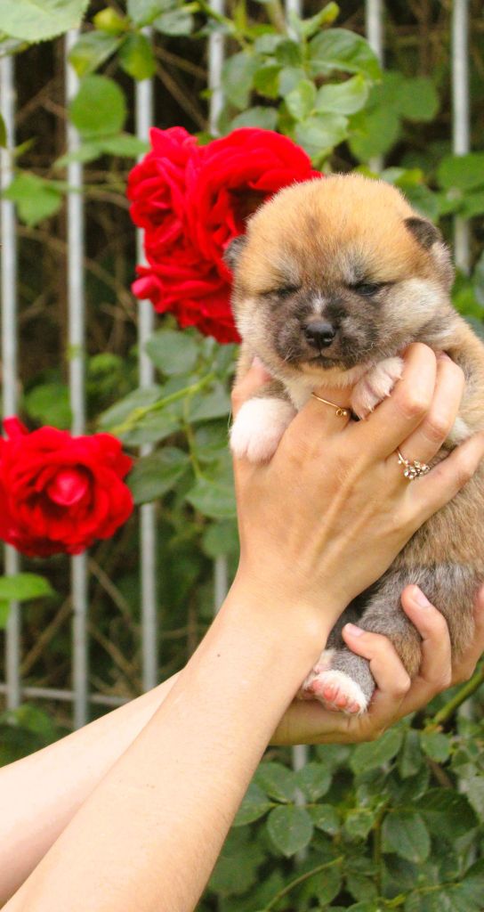 Le Domaine D'Ulysse - Chiots disponibles - Akita