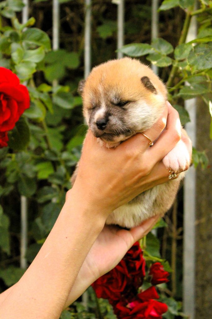 Le Domaine D'Ulysse - Chiots disponibles - Akita